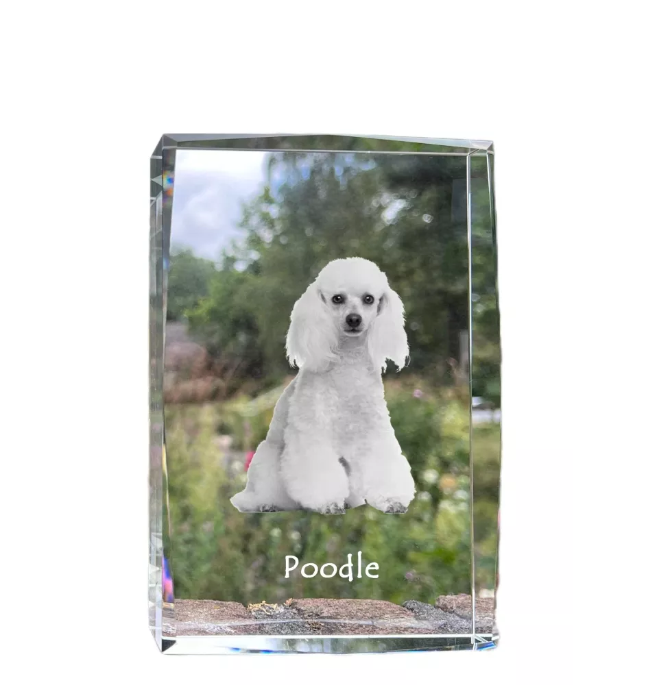 Pudel - Kristall mit einem Hundebild, Bild im Glas, moderne Ausstellung des Art-Dog-Bildes.