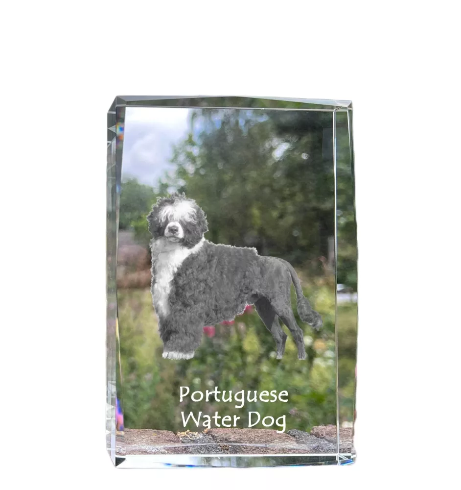 Chien d'eau portugais - cristal avec une photo de chien, photo sous verre, exposition moderne de la marque de photos Art-Dog