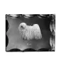 Puli, Hungarian Water Dog - crystal with a picture of a dog, glass statuette with a picture, unique frame with a picture from Art-Dog brand
