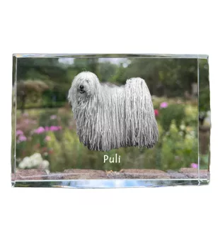 Puli, Puli Hongrois - cristal avec une photo de chien, photo sous verre, exposition moderne de la marque de photos Art-Dog