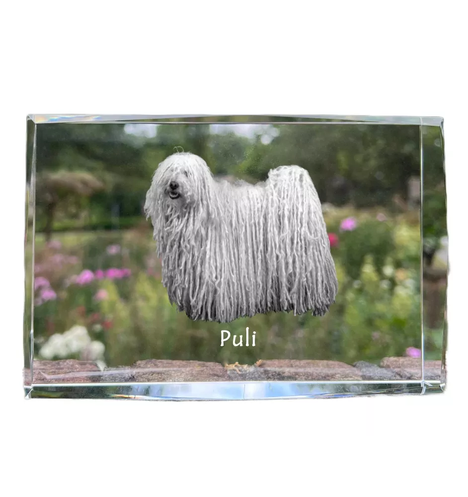 Puli, Hungarian Water Dog - crystal with a picture of a dog, photo in glass, modern exhibition of Art-Dog brand photo