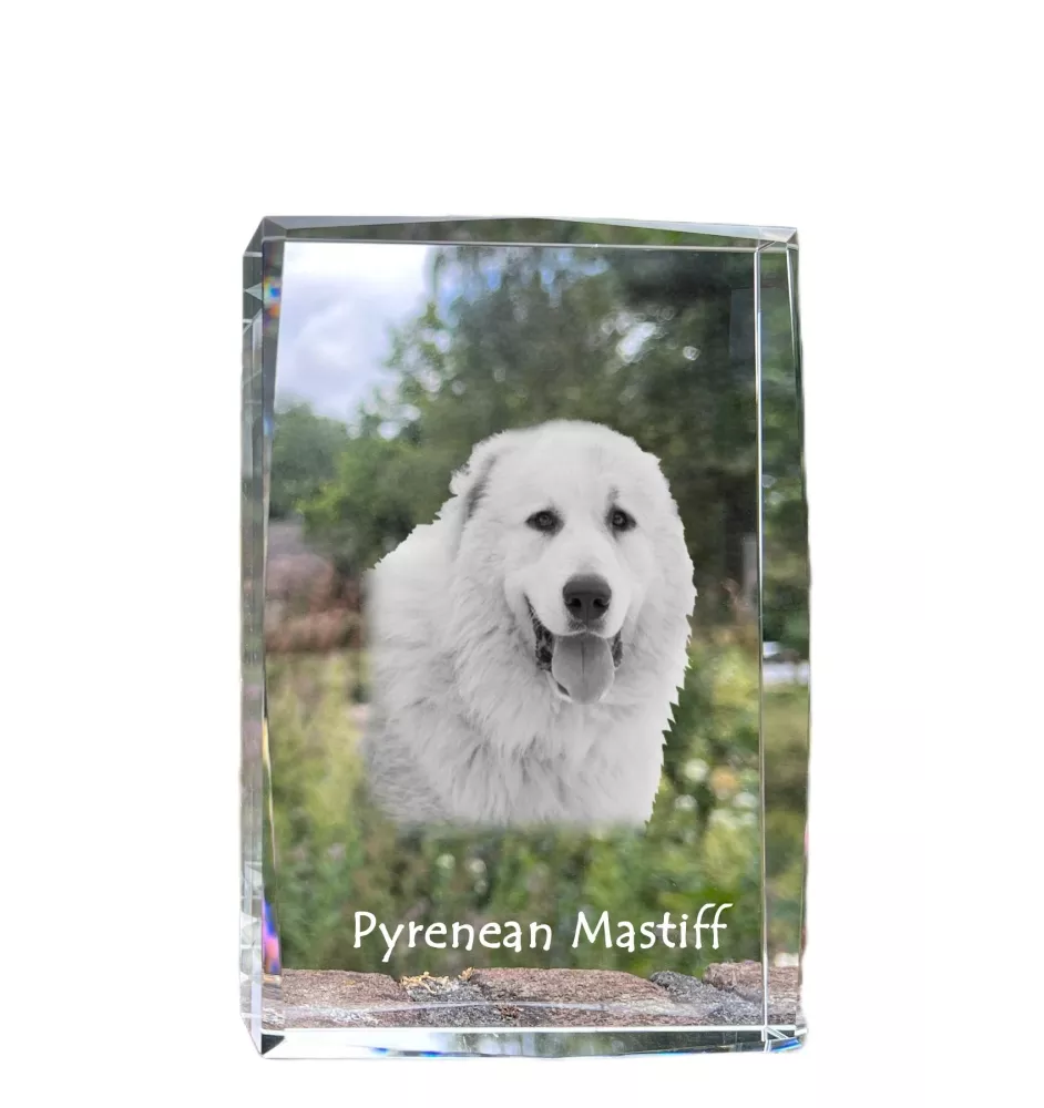 Mâtin des Pyrénées, Mastín del Pirineo - cristal avec une photo de chien, photo sous verre, exposition moderne de la marque de photos Art-Dog