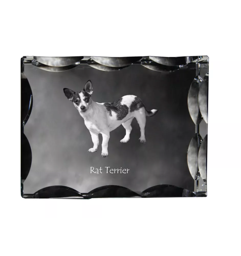 Rat Terrier, Ratting Terrier, Decker Giant - crystal with a picture of a dog, glass statuette with a picture, unique frame with a picture from Art-Dog brand