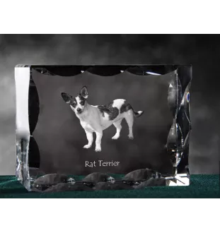 Rat Terrier - Kristall mit einem Hundebild, Glasstatuette mit einem Bild, einzigartiger Bilderrahmen der Marke Art-Dog