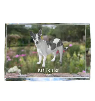 Rat Terrier - cristal avec une photo de chien, photo sous verre, exposition moderne de la marque de photos Art-Dog