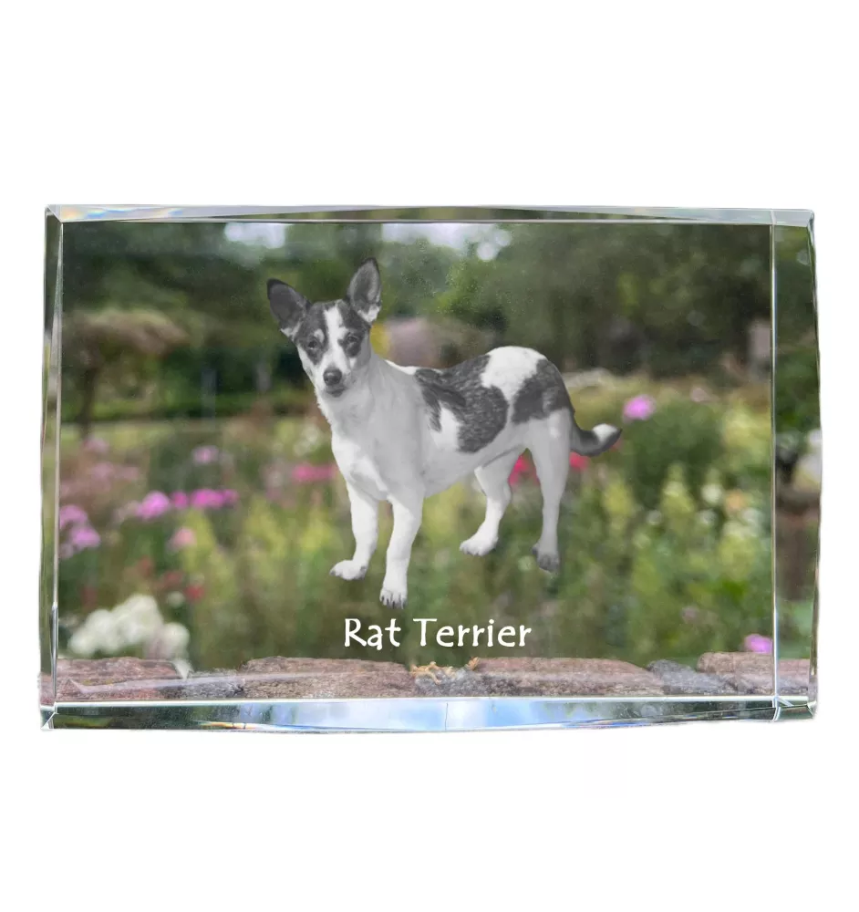 Rat Terrier - cristal avec une photo de chien, photo sous verre, exposition moderne de la marque de photos Art-Dog