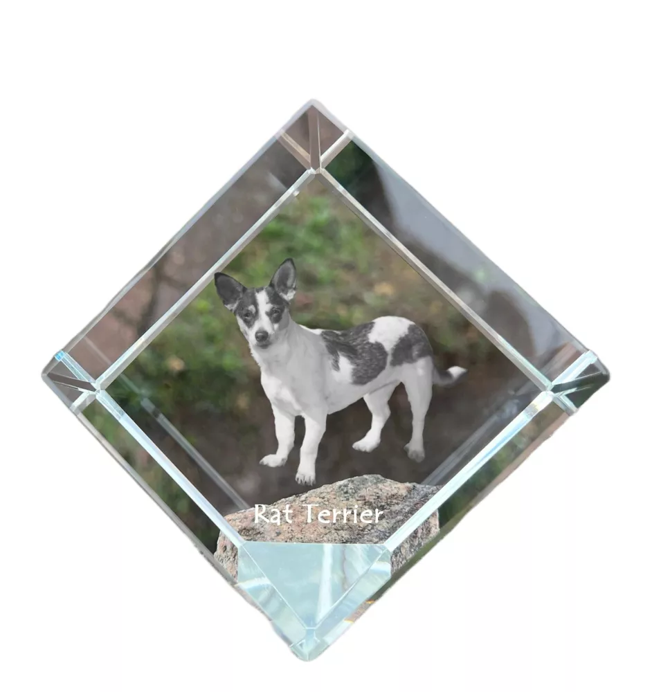 Rat Terrier - un cube de cristal avec une photo, une photo de cheval dans le cristal, un presse-papiers cubique de la marque Art-Dog