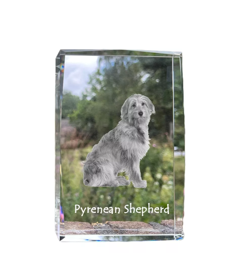 Pyrenean Sheepdog, Labri, Pyrenees Sheepdog - crystal with a picture of a dog, photo in glass, modern exhibition of Art-Dog brand photo
