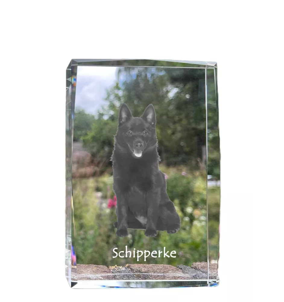 Schipperke, Little Black Devil, Little Captain - crystal with a picture of a dog, photo in glass, modern exhibition of Art-Dog brand photo