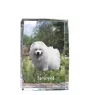 Samojede, Samoyed, Samojedenhund, Samojedenspitz - Kristall mit einem Hundebild, Bild im Glas, moderne Ausstellung des Art-Dog-Bildes.