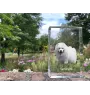 Samoyed, Bjelkier, Samoiedskaya Sobaka - crystal with a picture of a dog, photo in glass, modern exhibition of Art-Dog brand photo