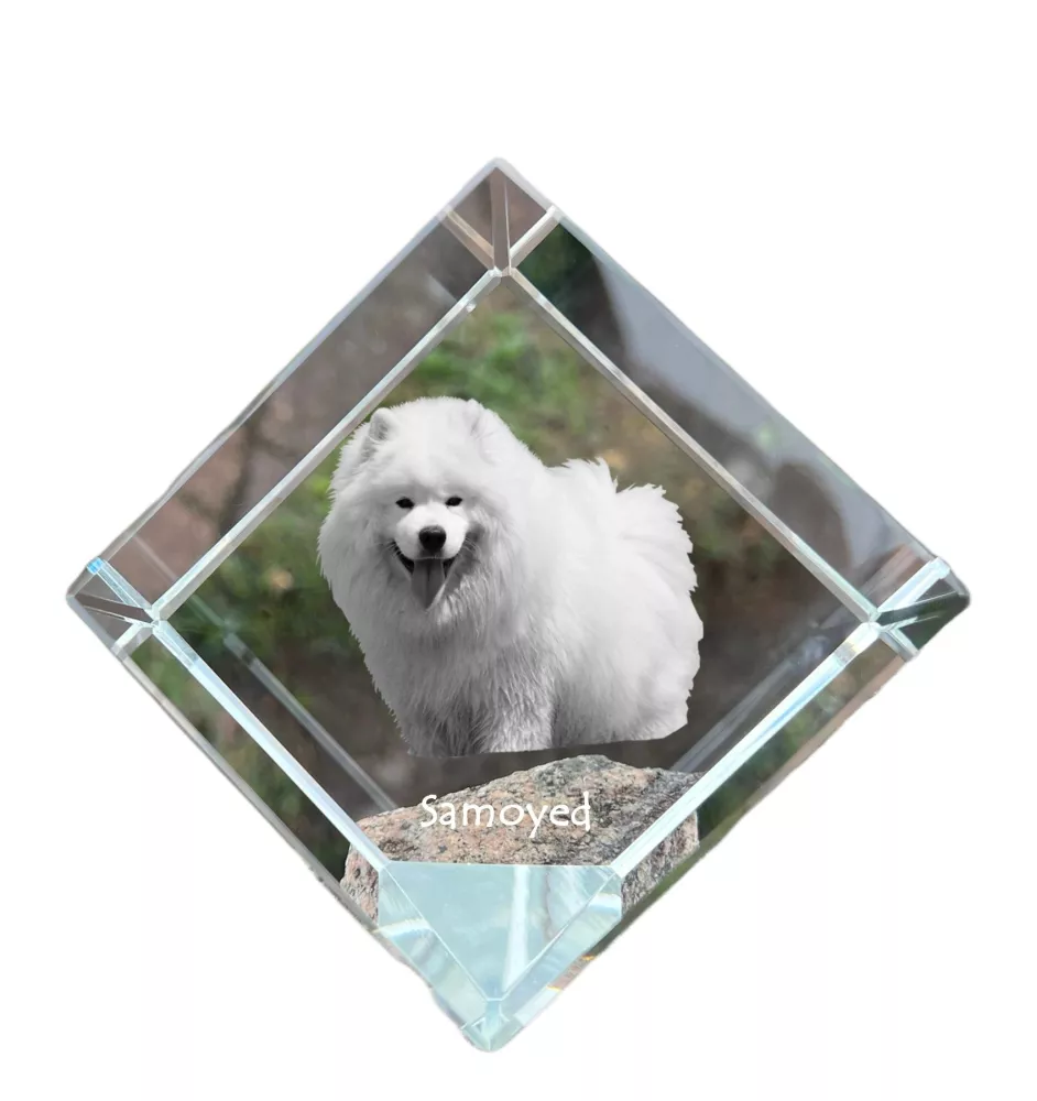 Samoyed, Bjelkier, Samoiedskaya Sobaka - crystal cube with a photo, photo of a horse in crystal, cubic paperweight from Art-Dog brand