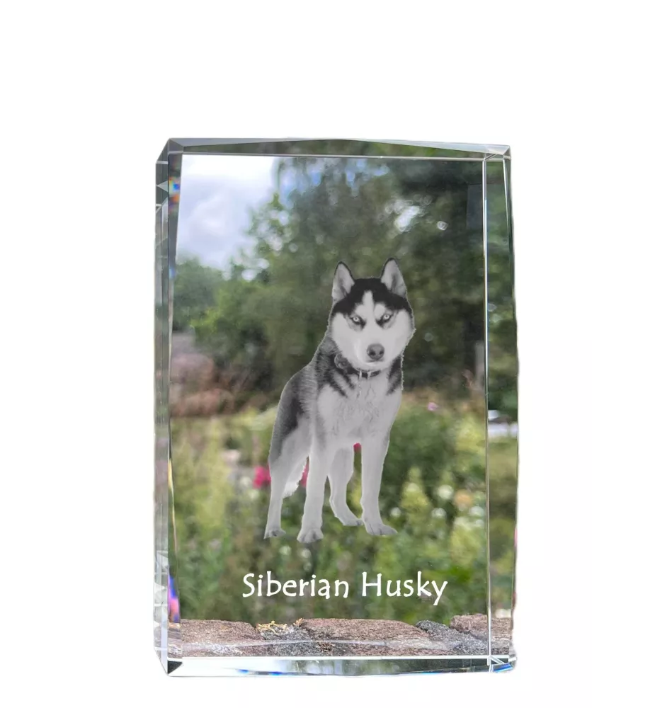 Siberian Husky - Kristall mit einem Hundebild, Bild im Glas, moderne Ausstellung des Art-Dog-Bildes.
