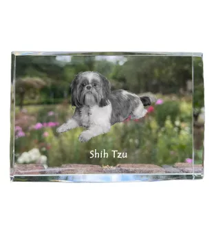Shih Tzu, Chrysanthemum Dog - crystal with a picture of a dog, photo in glass, modern exhibition of Art-Dog brand photo