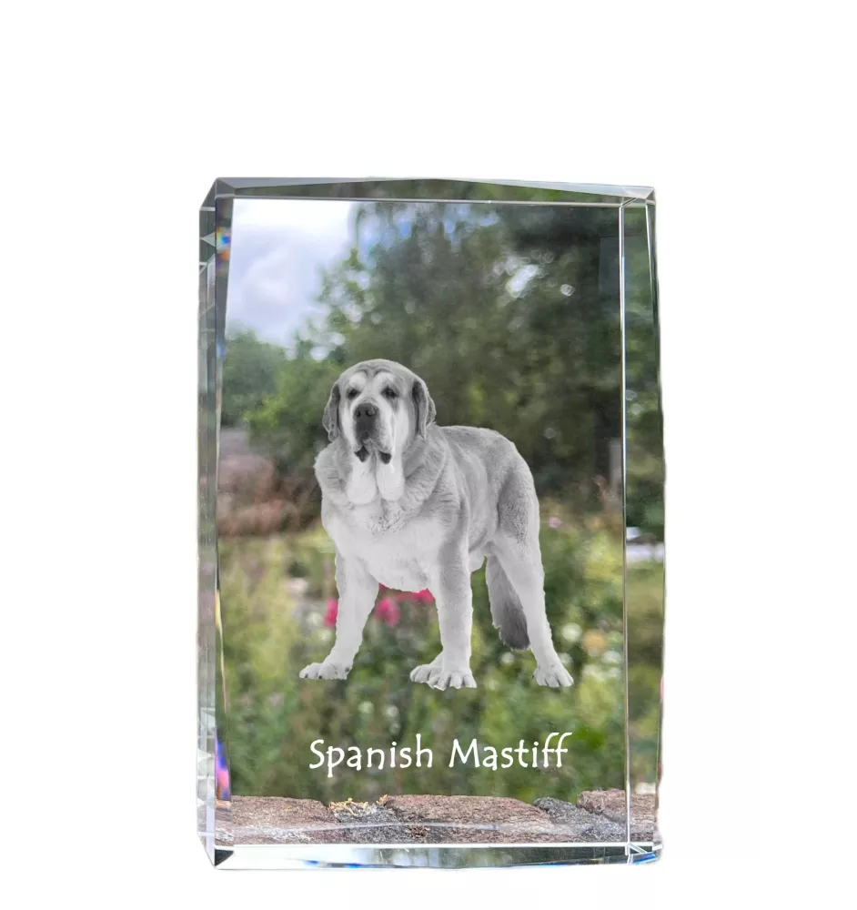 Spanischer Mastiff, Mastín aus León - Kristall mit einem Hundebild, Bild im Glas, moderne Ausstellung des Art-Dog-Bildes.