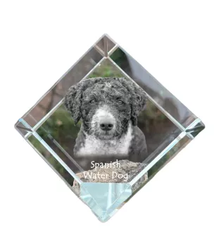 Spanischer Wasserhund, Andalusischer Türke, Türkenhund - Kristallwürfel mit Bild, Pferdebild im Kristall, sechseckiger Papierclip der Marke Art-Dog
