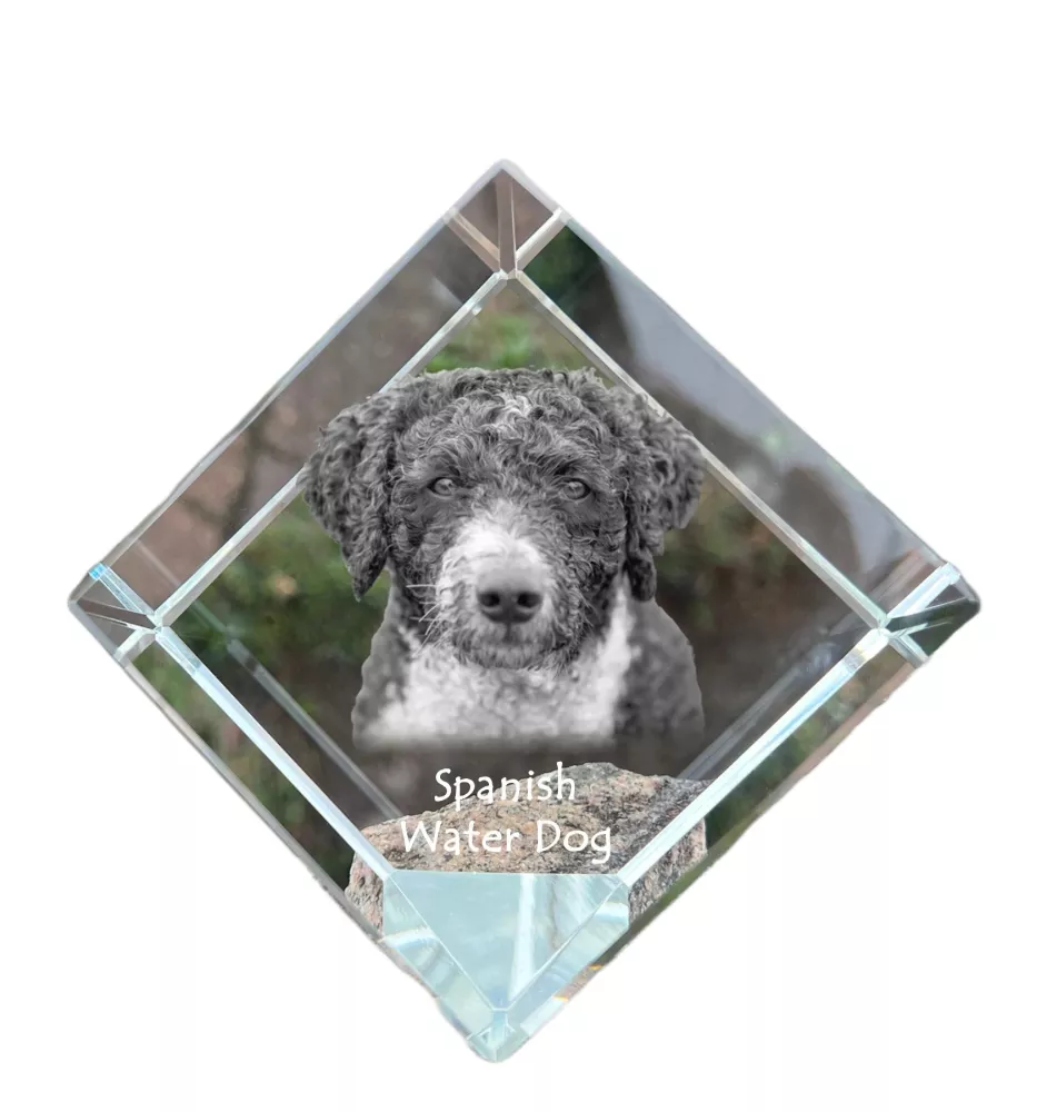 Spanischer Wasserhund, Andalusischer Türke, Türkenhund - Kristallwürfel mit Bild, Pferdebild im Kristall, sechseckiger Papierclip der Marke Art-Dog