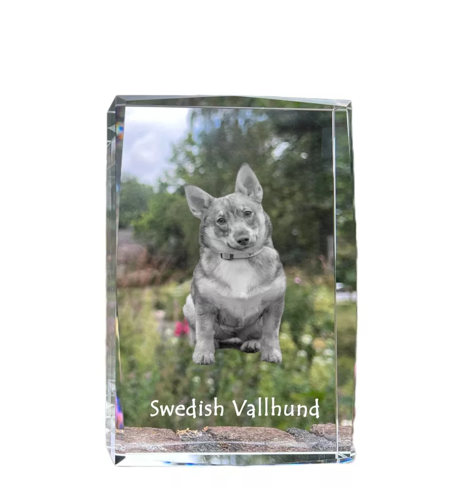 Swedish Vallhund, Swedish Cattle Dog, Swedish Shepherd - crystal with a picture of a dog, photo in glass, modern exhibition of Art-Dog brand photo