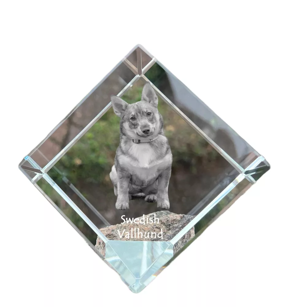 Vallhund suédois, Spitz des Wisigoths, Spitz des Visigoths - un cube de cristal avec une photo, une photo de cheval dans le cristal, un presse-papiers cubique de la marque Art-Dog