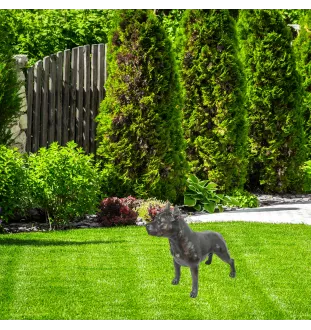 Staffordshire Bull Terrier, Staffy I - Life-size dog statue, 1:1 scale figure, statue for the garden by Art-Dog