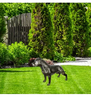 Staffordshire Bull Terrier, Staffordshire Bullterrier II - Lebensgroße Hundestatue, Figur im Maßstab 1:1, Statue für den Garten von Art-Dog