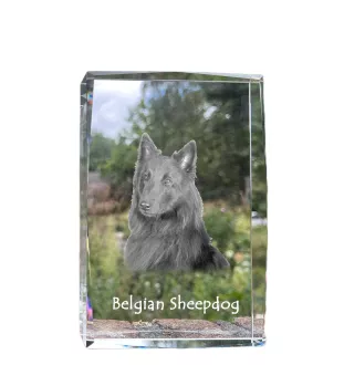 Tervueren chien de berger belge - cristal avec une photo de chien, photo sous verre, exposition moderne de la marque de photos Art-Dog