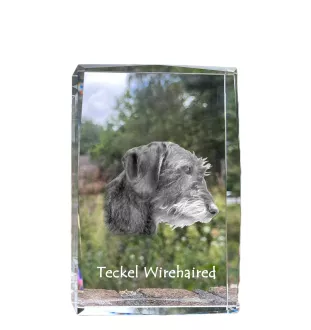 Teckel à poil dur, Chien-saucisse I - cristal avec une photo de chien, photo sous verre, exposition moderne de la marque de photos Art-Dog