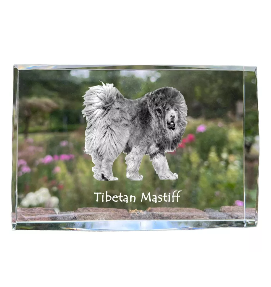 Do khyi, Tibetdogge, Tibetanische Dogge, Tibetmastiff - Kristall mit einem Hundebild, Bild im Glas, moderne Ausstellung des Art-Dog-Bildes.