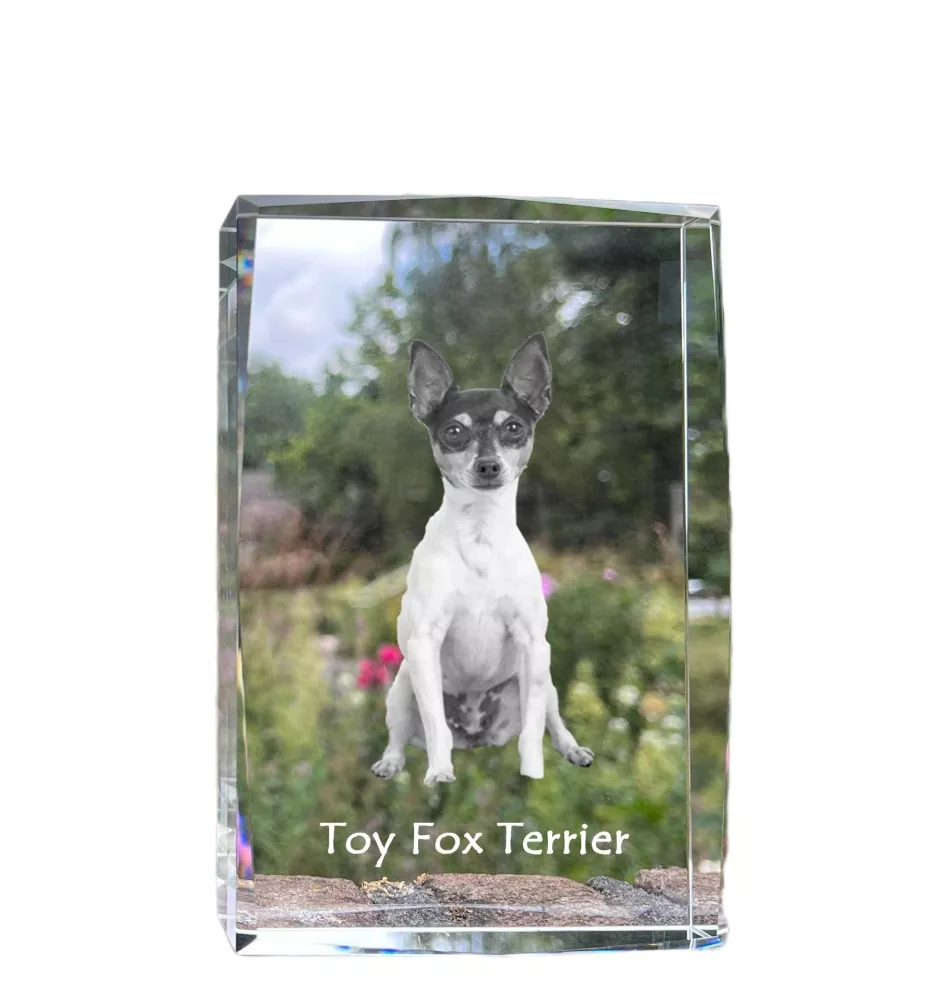 Toy Fox Terrier, American Toy Terrier, Terrier américain de jouet - cristal avec une photo de chien, photo sous verre, exposition moderne de la marque de photos Art-Dog