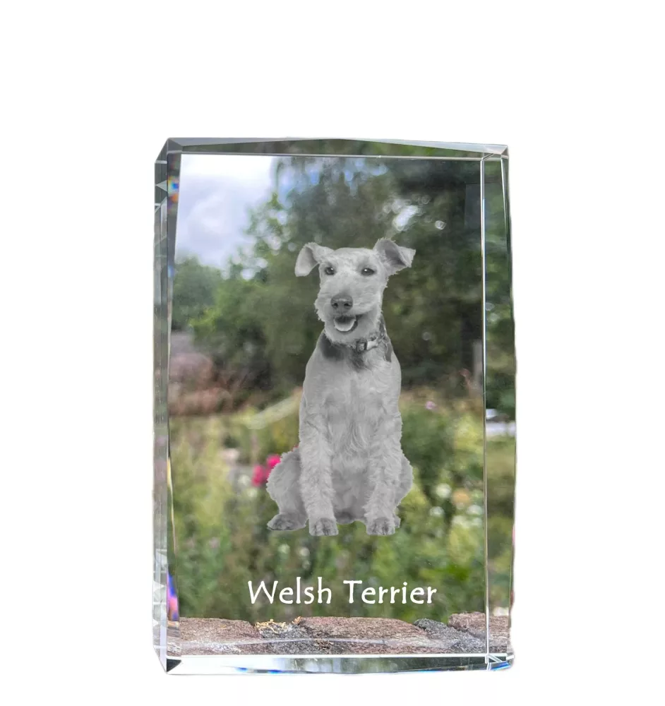 Welsh Terrier, Terrier gallois - cristal avec une photo de chien, photo sous verre, exposition moderne de la marque de photos Art-Dog