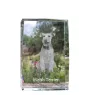 Welsh Terrier, Terrier gallois - cristal avec une photo de chien, photo sous verre, exposition moderne de la marque de photos Art-Dog