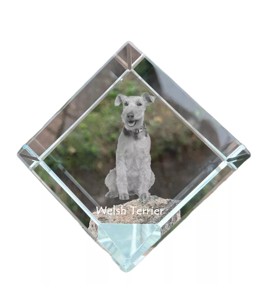 Welsh Terrier, Welshie, Daeargi Cymreig - crystal cube with a photo, photo of a horse in crystal, cubic paperweight from Art-Dog brand