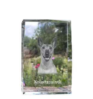 Xoloitzcuintle, Xolo, Chien nu mexicain, Chien nu du Mexique - cristal avec une photo de chien, photo sous verre, exposition moderne de la marque de photos Art-Dog