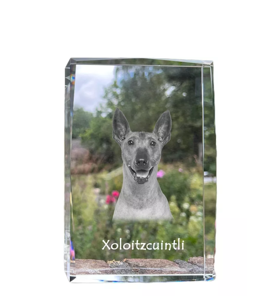 Xoloitzcuintle, Xolo, Chien nu mexicain, Chien nu du Mexique - cristal avec une photo de chien, photo sous verre, exposition moderne de la marque de photos Art-Dog