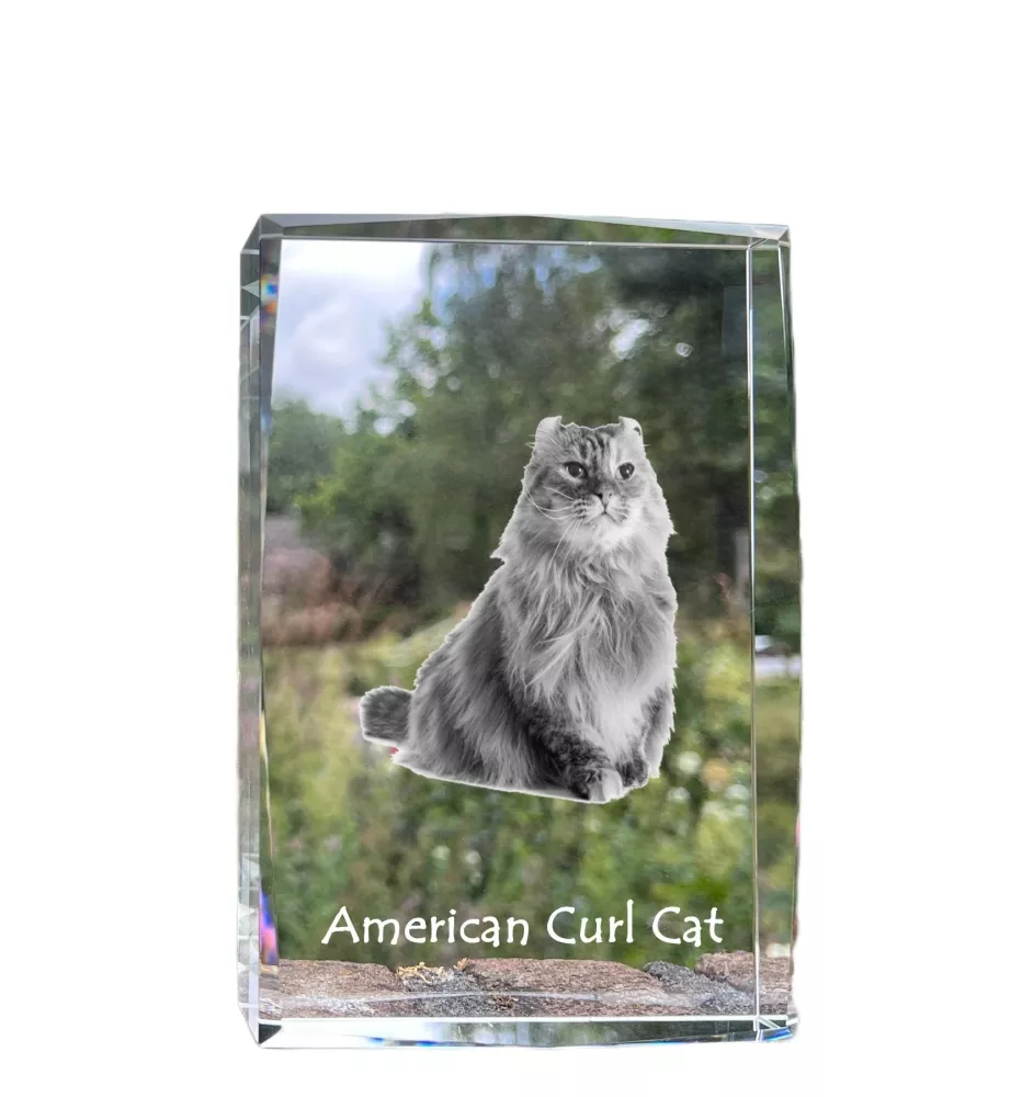 Chat à boucles américaines - cristal avec une photo de chat, photo sous verre, exposition moderne de la marque de photos Art-Dog