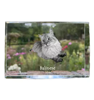 Balinais gauche - cristal avec une photo de chat, photo sous verre, exposition moderne de la marque de photos Art-Dog