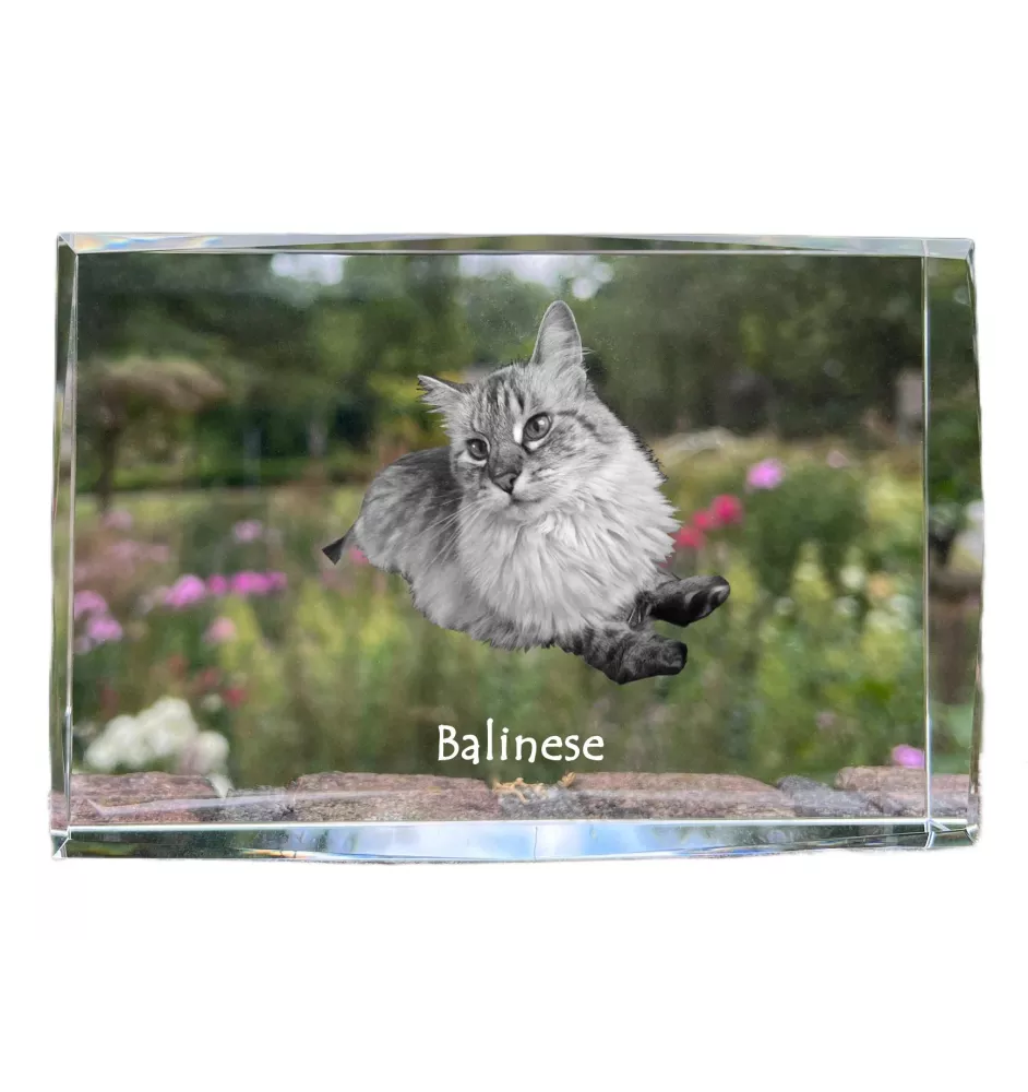 Balinais gauche - cristal avec une photo de chat, photo sous verre, exposition moderne de la marque de photos Art-Dog