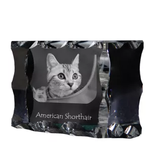 Américain à poil court - cristal avec une photo de chat, une statuette en verre avec une photo, un cadre exceptionnel avec une photo de la marque Art-Dog