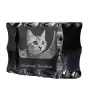 American Shorthair - crystal with a cat picture, glass statuette with a picture, unique frame with a picture from Art-Dog brand