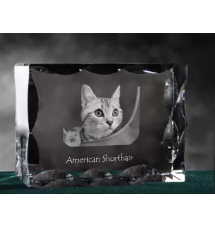 Américain à poil court - cristal avec une photo de chat, une statuette en verre avec une photo, un cadre exceptionnel avec une photo de la marque Art-Dog