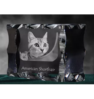 Amerikanisch Kurzhaar - Kristall mit Katzenbild, Glasstatuette mit Bild, einzigartiger Bilderrahmen der Marke Art-Dog