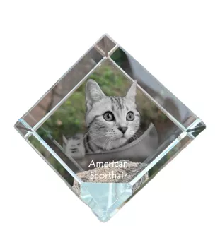 Américain à poil court - un cube en cristal avec une photo de chat, une photo de cheval dans le cristal, un presse-papiers cubique de la marque Art-Dog