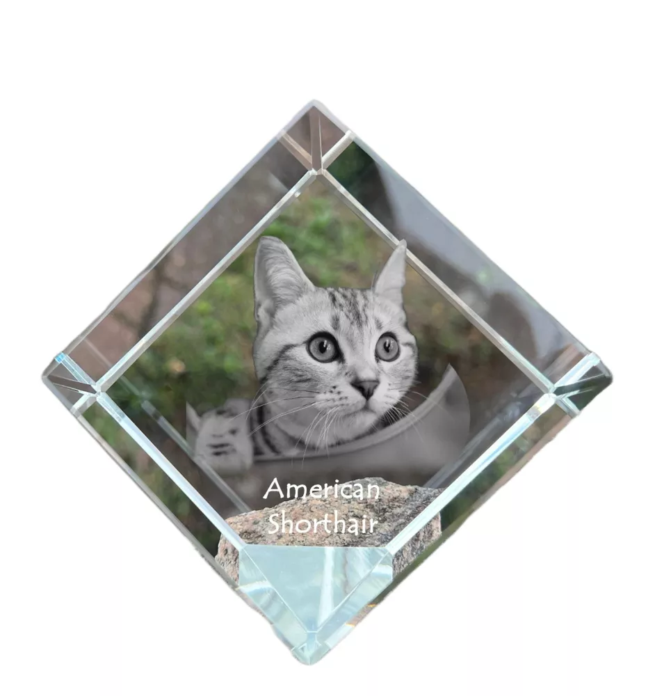 American Shorthair - crystal cube with a picture of a cat, crystal with a picture of a horse, cubic paperweight by Art-Dog brand