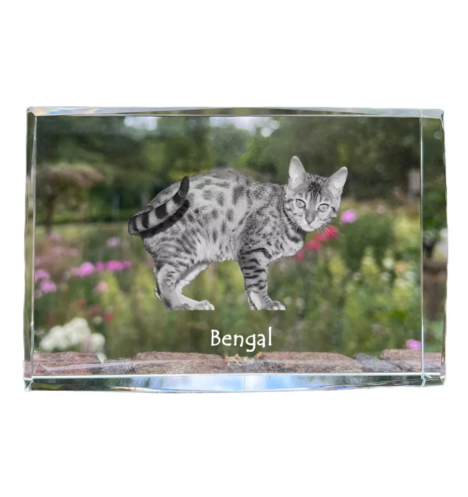 Bengalisch - Kristall mit einem Katzenbild, Bild im Glas, moderne Ausstellung des Art-Dog-Fotos.