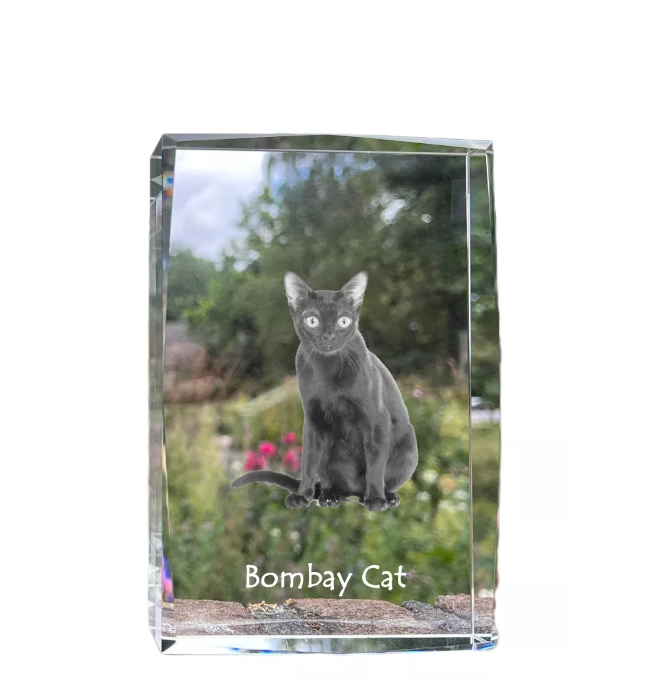 Chat de Bombay - cristal avec une photo de chat, photo sous verre, exposition moderne de la marque de photos Art-Dog