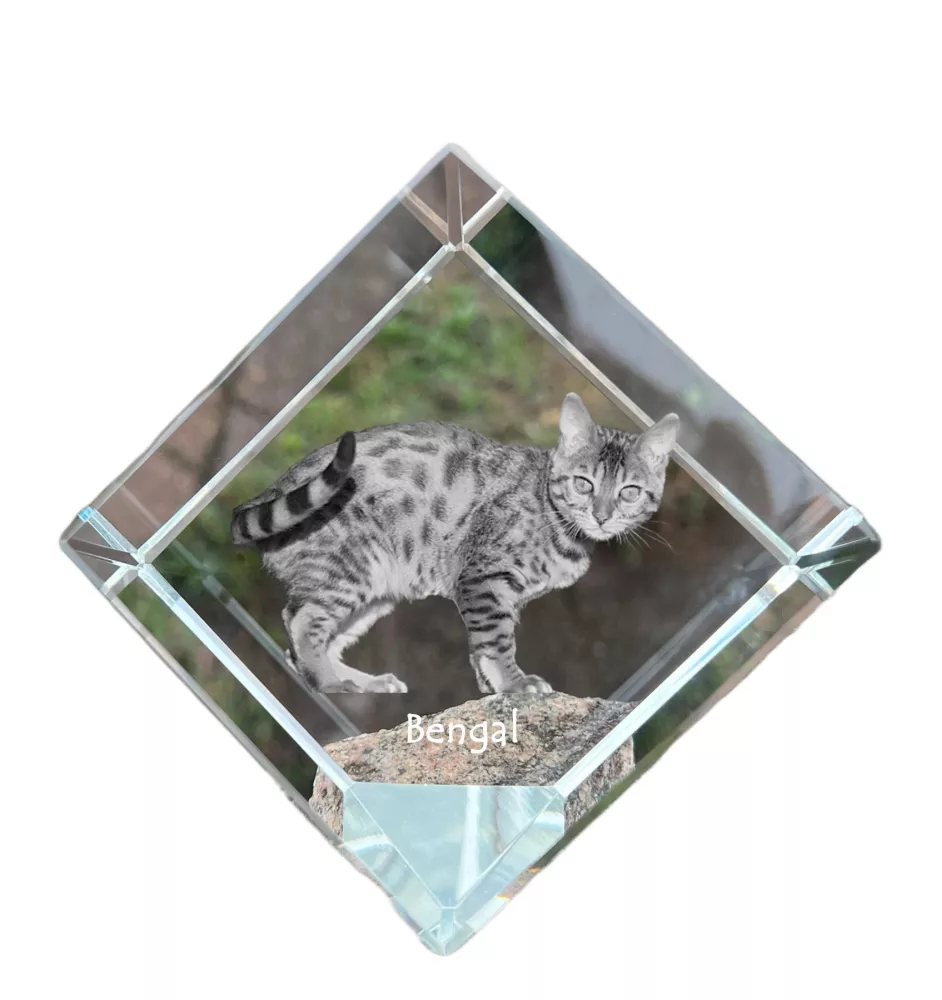 Bengalisch - Kristallwürfel mit Katzenbild, Pferdebild im Kristall, sechseckiger Papierclip von der Marke Art-Dog