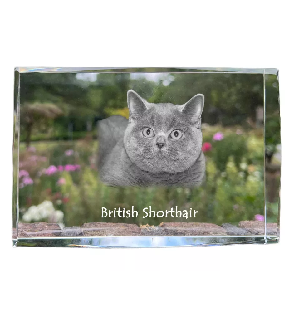 Britisch Kurzhaar - Kristall mit einem Katzenbild, Bild im Glas, moderne Ausstellung des Art-Dog-Fotos.