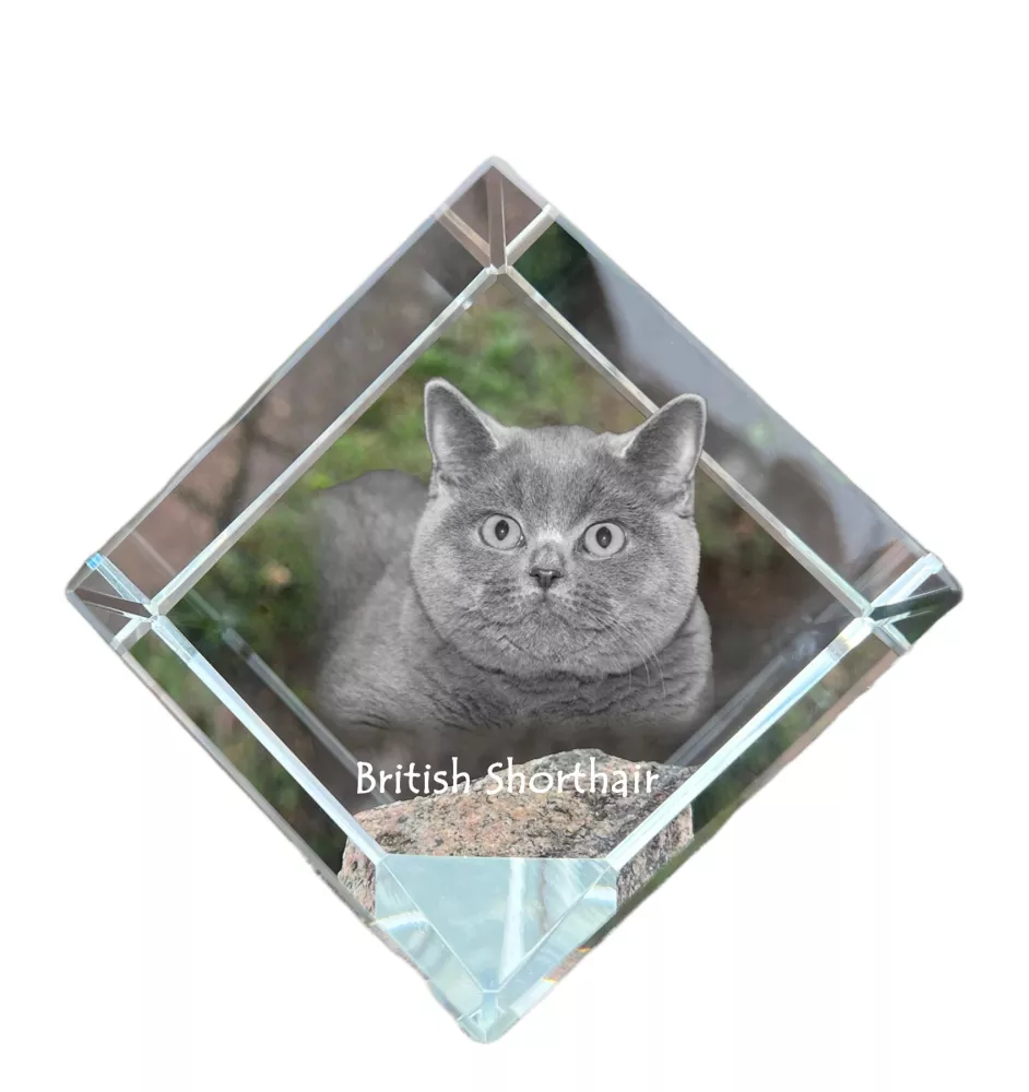 British Shorthair - un cube en cristal avec une photo de chat, une photo de cheval dans le cristal, un presse-papiers cubique de la marque Art-Dog
