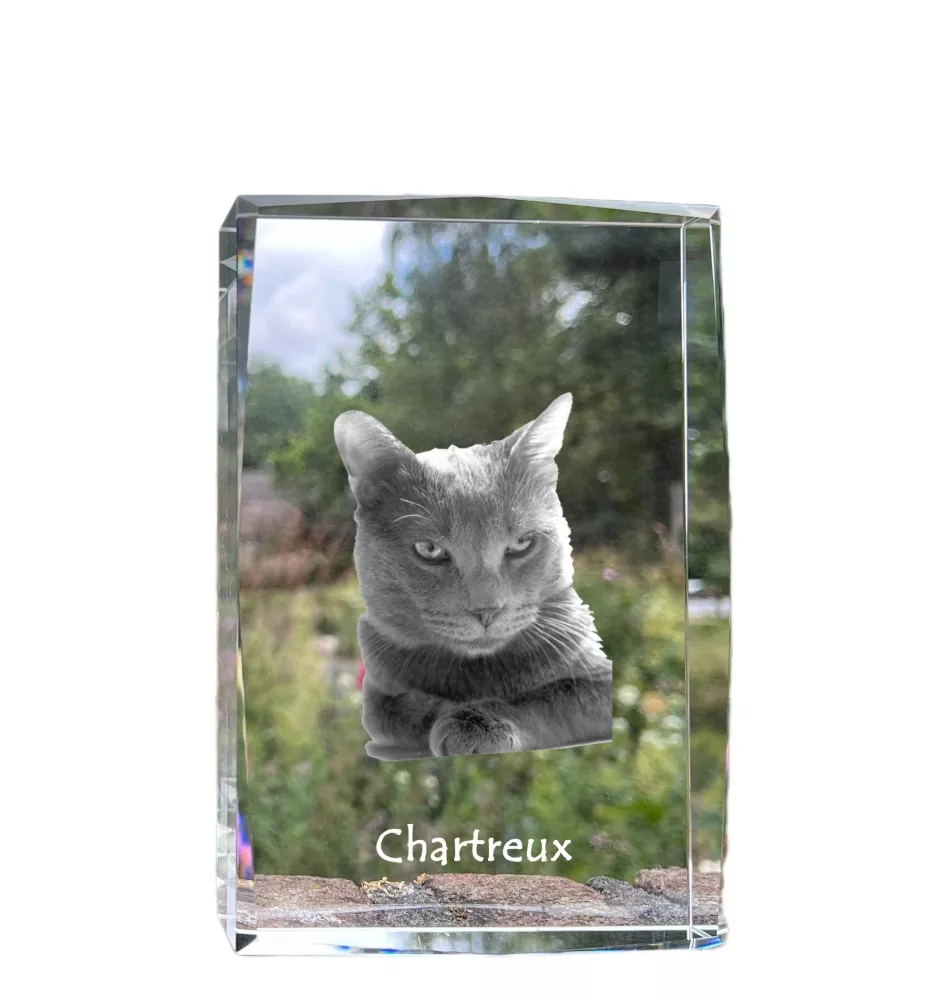 Chartreux - Kristall mit einem Katzenbild, Bild im Glas, moderne Ausstellung des Art-Dog-Fotos.