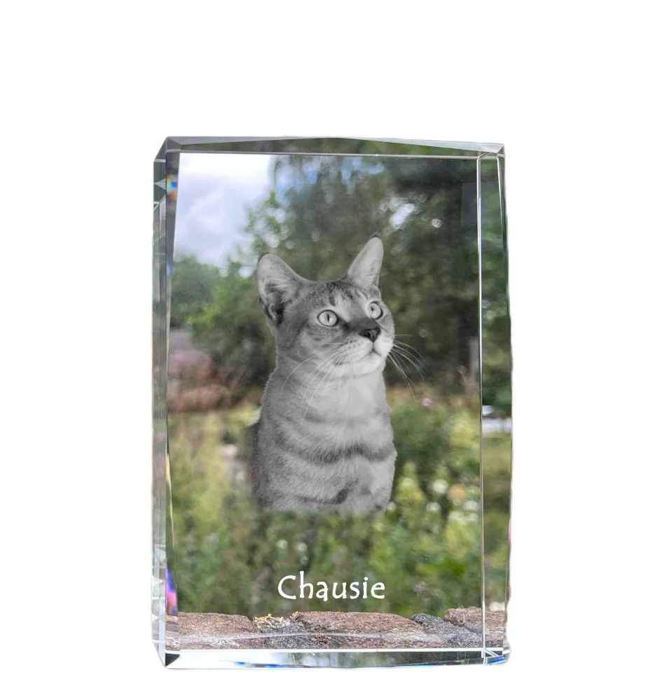 Chausie - Kristall mit einem Katzenbild, Bild im Glas, moderne Ausstellung des Art-Dog-Fotos.